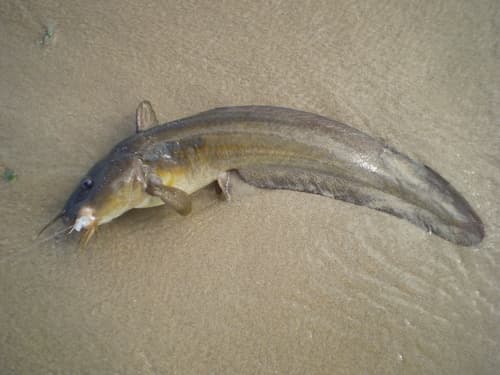 Stinging Eel Catfish