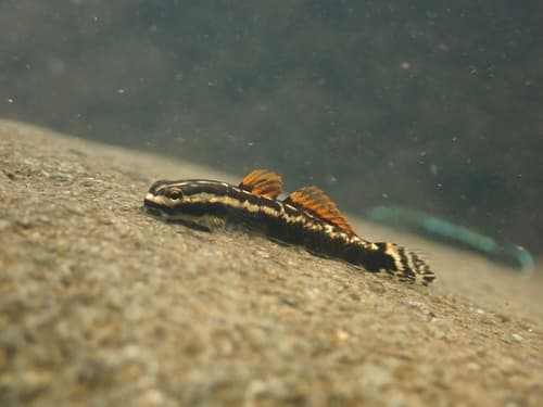 Stiphodon aureofuscus