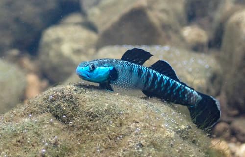 Stiphodon imperiorientis