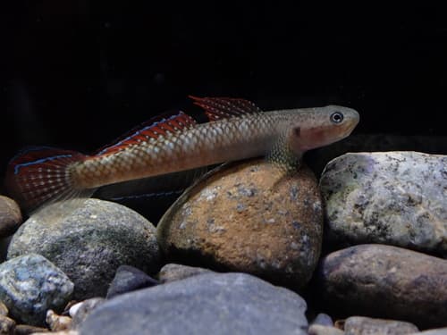 Niraikanai Goby