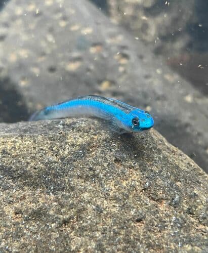 Blue Neon Goby