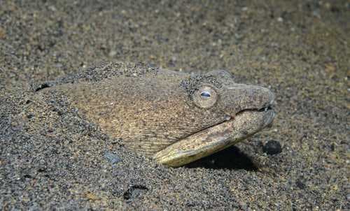 Stippled Spoon-nose Eel