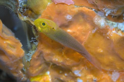 Stobbs' Pygmygoby