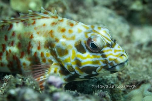 Stocky Hawkfish