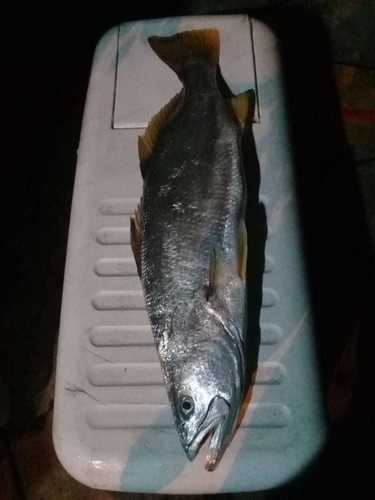 Stolzmann's Weakfish