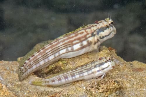 Stone Blenny