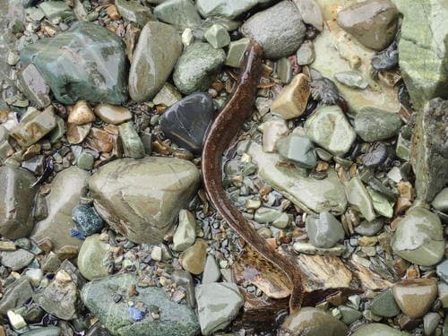 Cockscomb Prickleback