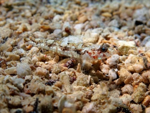 Stone Goby