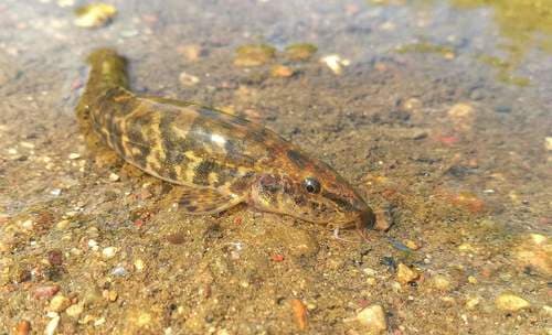Stone Loach