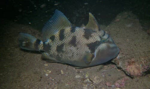 Stone Triggerfish