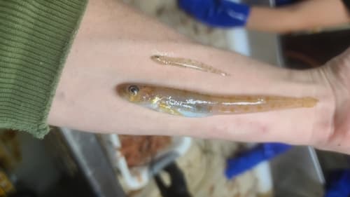 Stout Eelblenny