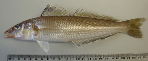 Stout Whiting