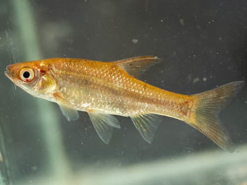 Straightfin Barb