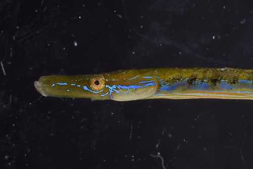 Straightnose Pipefish