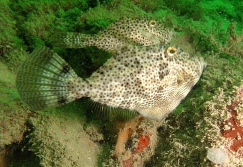 Strapweed Filefish