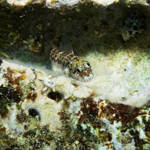 Strasburg's Blenny