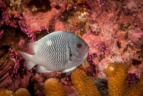 Strasburg's Dascyllus