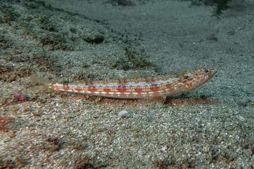 Streaky Lizardfish