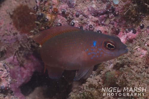 Stripe-tailed Dottyback