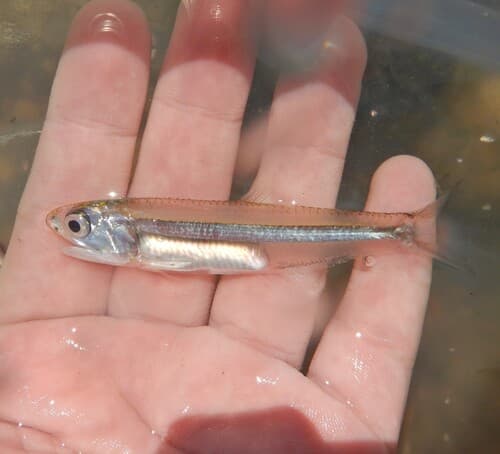 Striped Anchovy