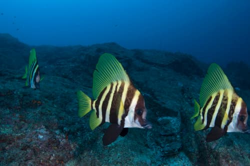 Striped Boarfish