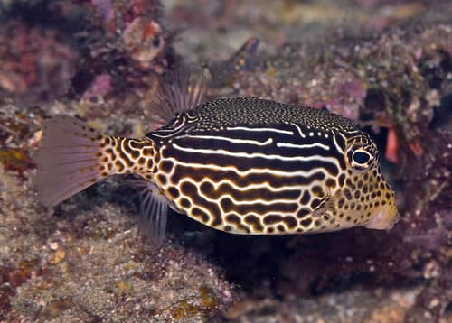 Striped Boxfish