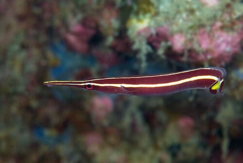 Striped Clingfish