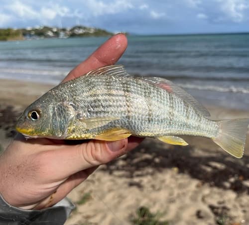 Striped drum