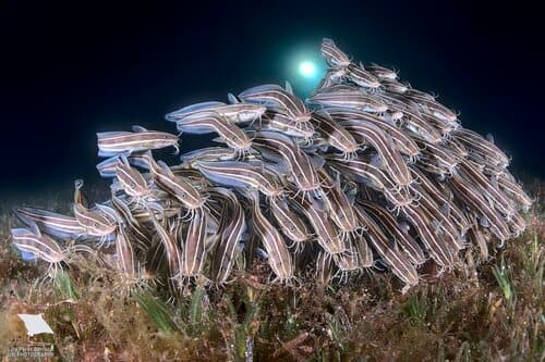 Striped Eel Catfish
