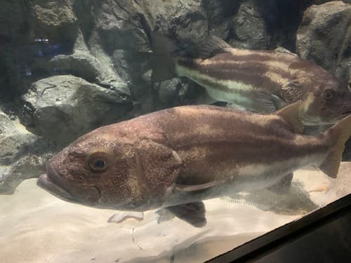 Striped Giant Sea Bass