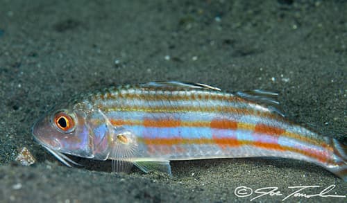 Striped Goatfish