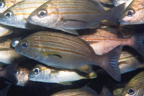 Striped Grunter