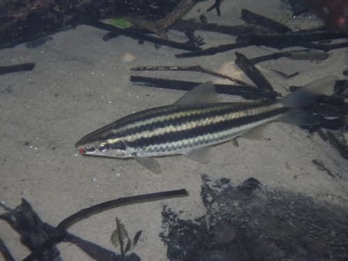 Striped Leporinus