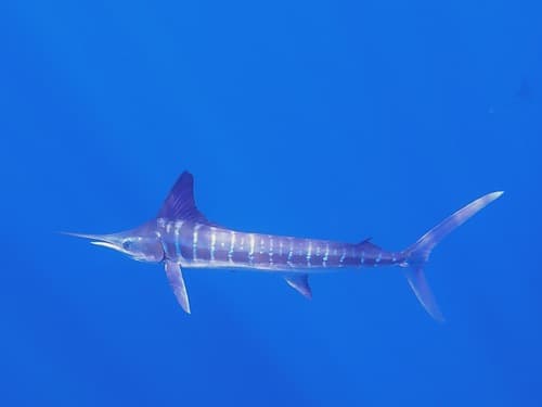 Striped Marlin