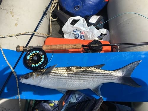 Striped Mullet