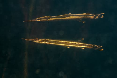 Striped Pike-characin