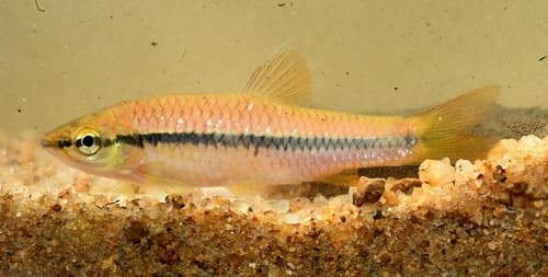 Striped Rasbora