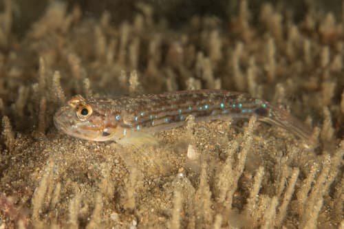 Striped Sandgoby