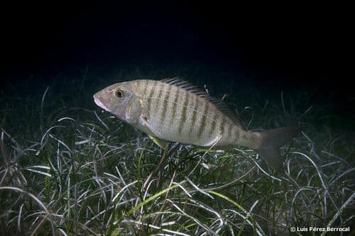 Striped Seabream
