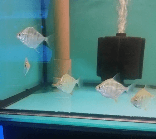 Striped Silver Dollar