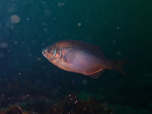 Striped Surfperch