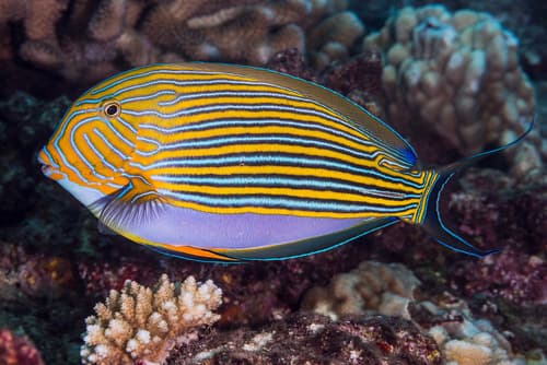 Striped Surgeonfish