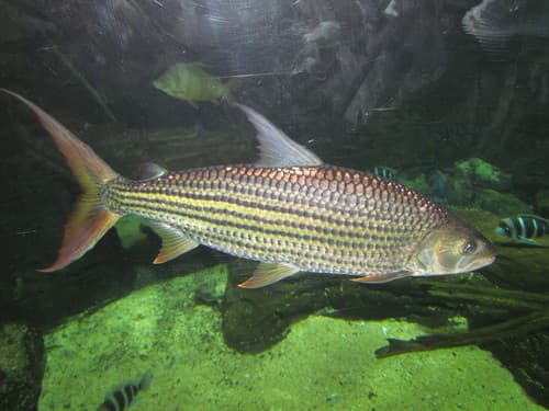 Striped Tigerfish