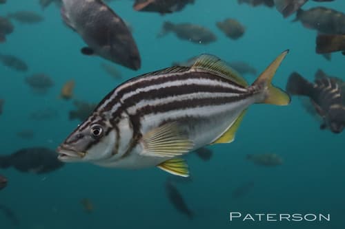 Striped Trumpeter