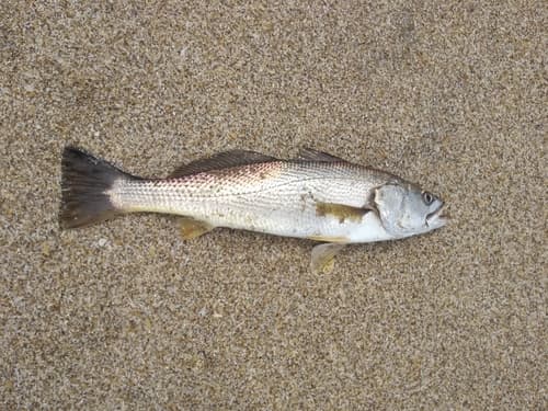 Striped Weakfish