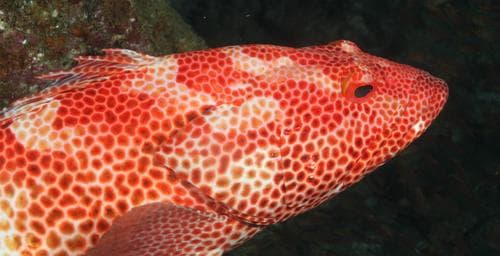 Stripedfin Grouper