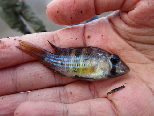 Stripefin Eartheater