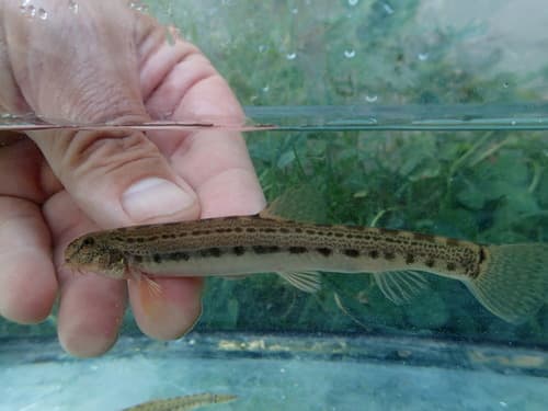 Struma Spined Loach