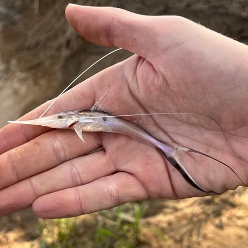Sturgeon Catfish