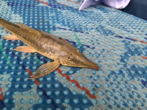 Sturisoma tenuirostre